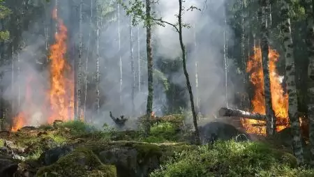 Minden tavaszi erdőtűz emberi mulasztás miatt keletkezik!