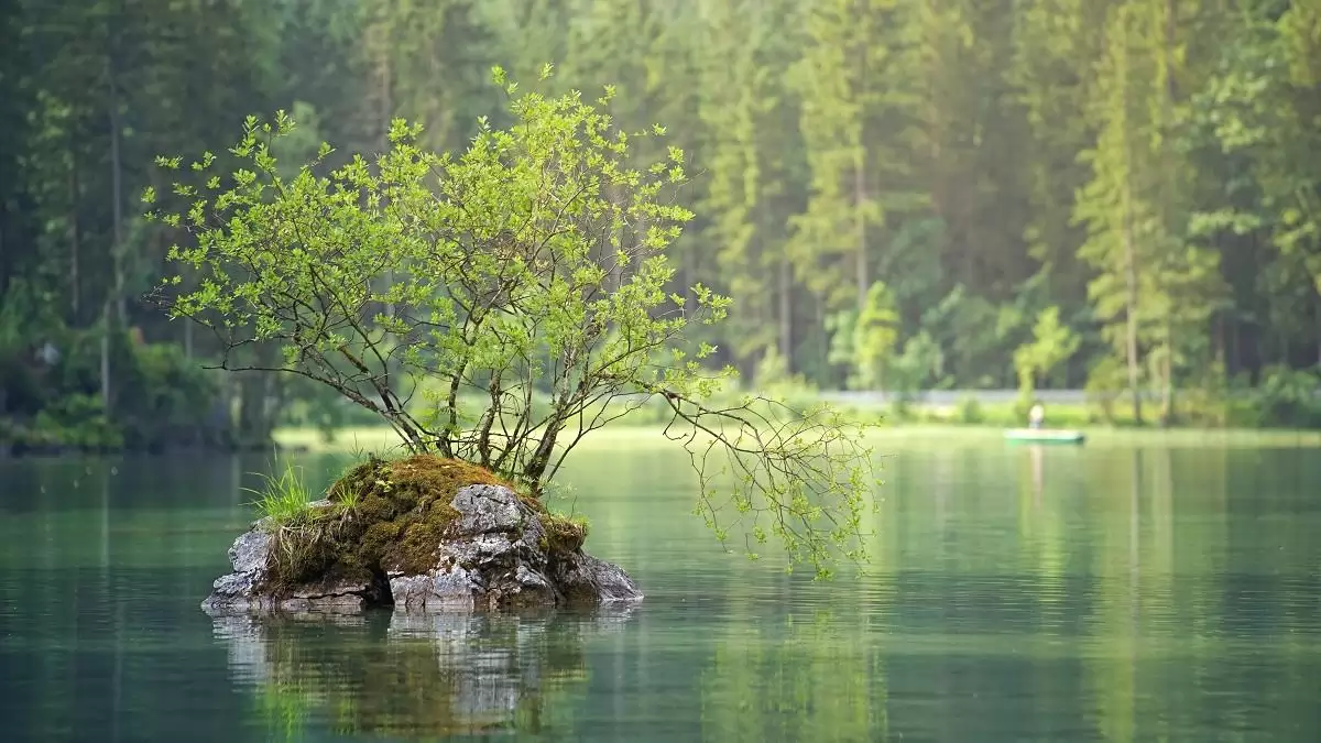 Az FAO 2026-ban az erdők nemzetközi napját és a víz világnapját ünnepli