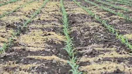 A korai gyommentes kukorica kulcsa – a pre-poszt technológiában rejlő lehetőségek