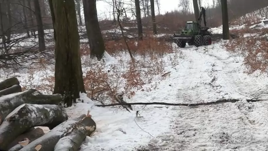 Mit jelent a fakitermelés az erdőlátogatóknak? – Amit a téli erdészeti munkákról tudni érdemes 