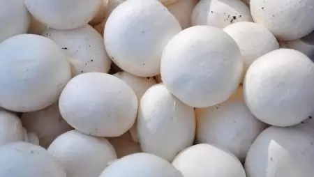 Gombatermesztőket ellenőrzött a Nébih