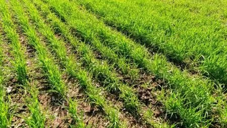 Amikor a nitrogén nem egyszerre hat, hanem végig dolgozik - Miért vált kulcsfontosságúvá a retard hatás a modern növénytermesztésben?