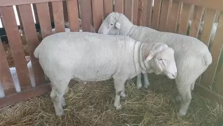 Az unióban és itthon is emelkedett a bárány ára