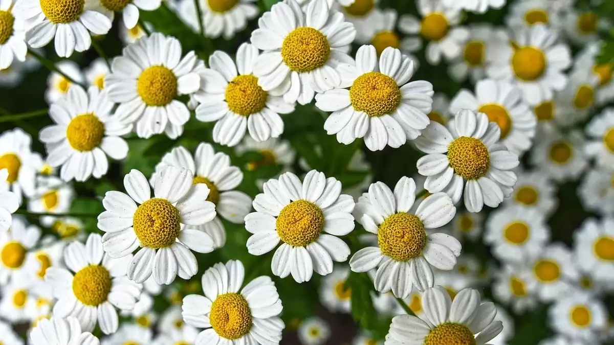 A középpontban a gyógynövények szerepe és védelme