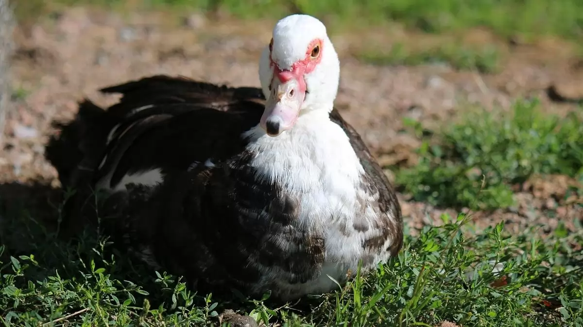 Bács-Kiskun vármegyében ismét igazolták a madárinfluenzát