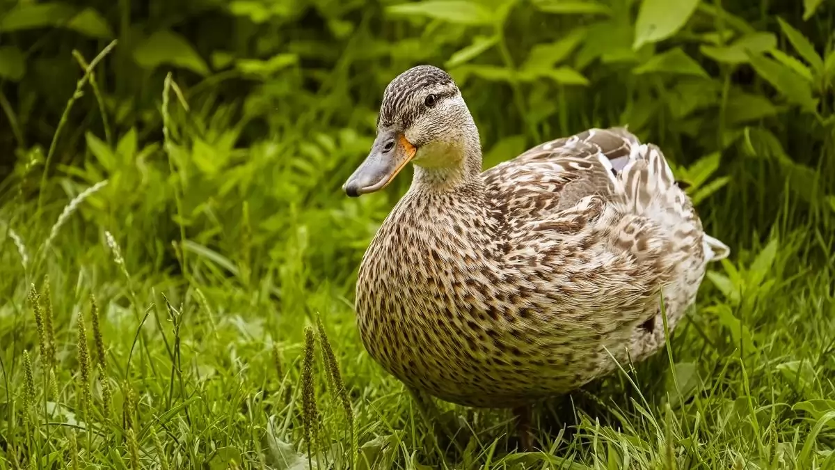 Madárinfluenza: csökken a madaraknál észlelt esetek száma az EU-ban