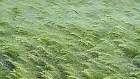 Több mint 45 milliárd forint agrárkárenyhítő juttatás érkezik a gazdálkodókhoz