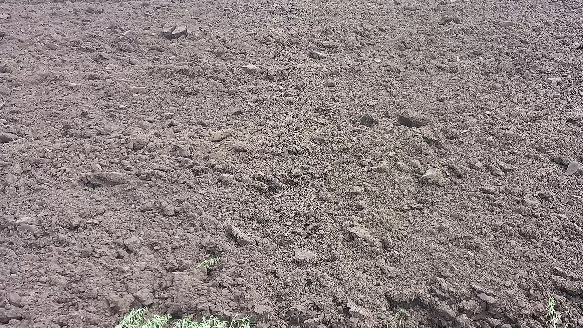 Vetési napot szervez a NAK Mezőfalván