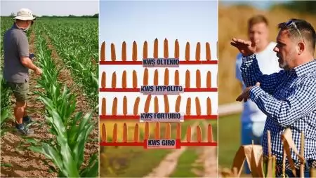 Így tervezze meg a kukorica tőszámát 