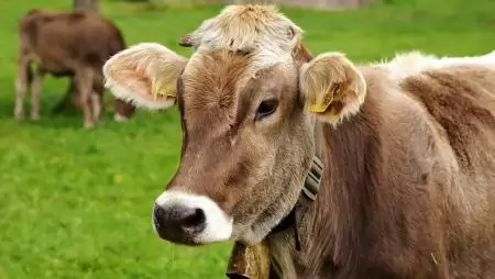 Megjelent a ragadós száj-és körömfájás betegség Cipruson