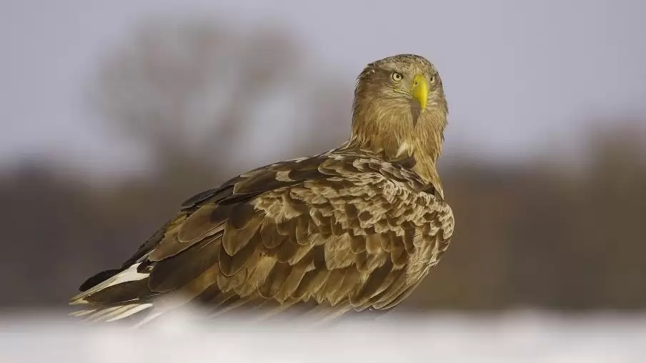 Elkészült a 2026. évi 23. Országos Sasleltár