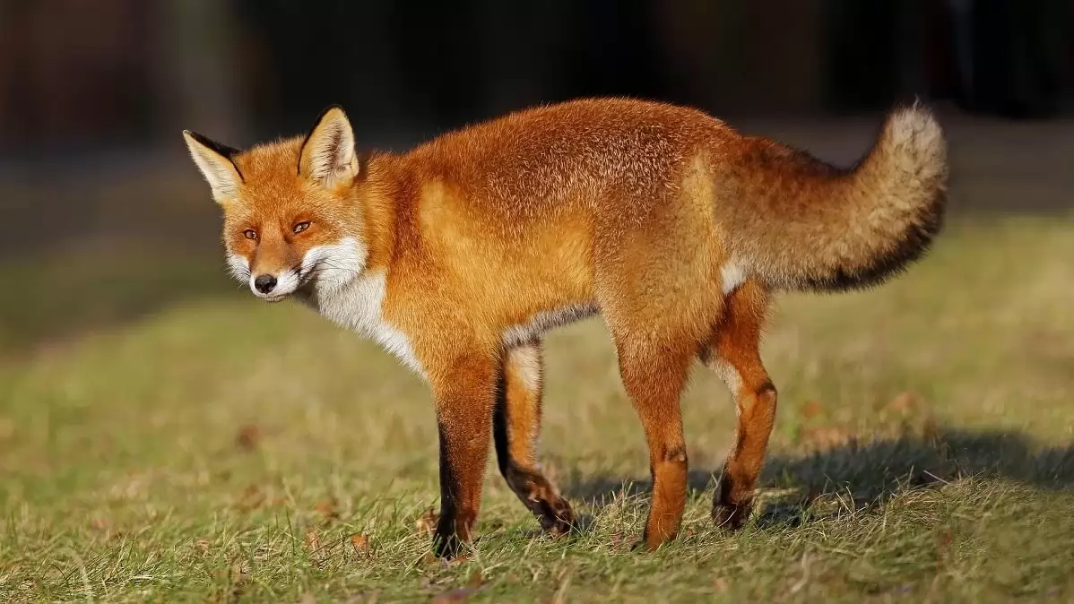 Március végén tavaszi rókavakcinázás indul