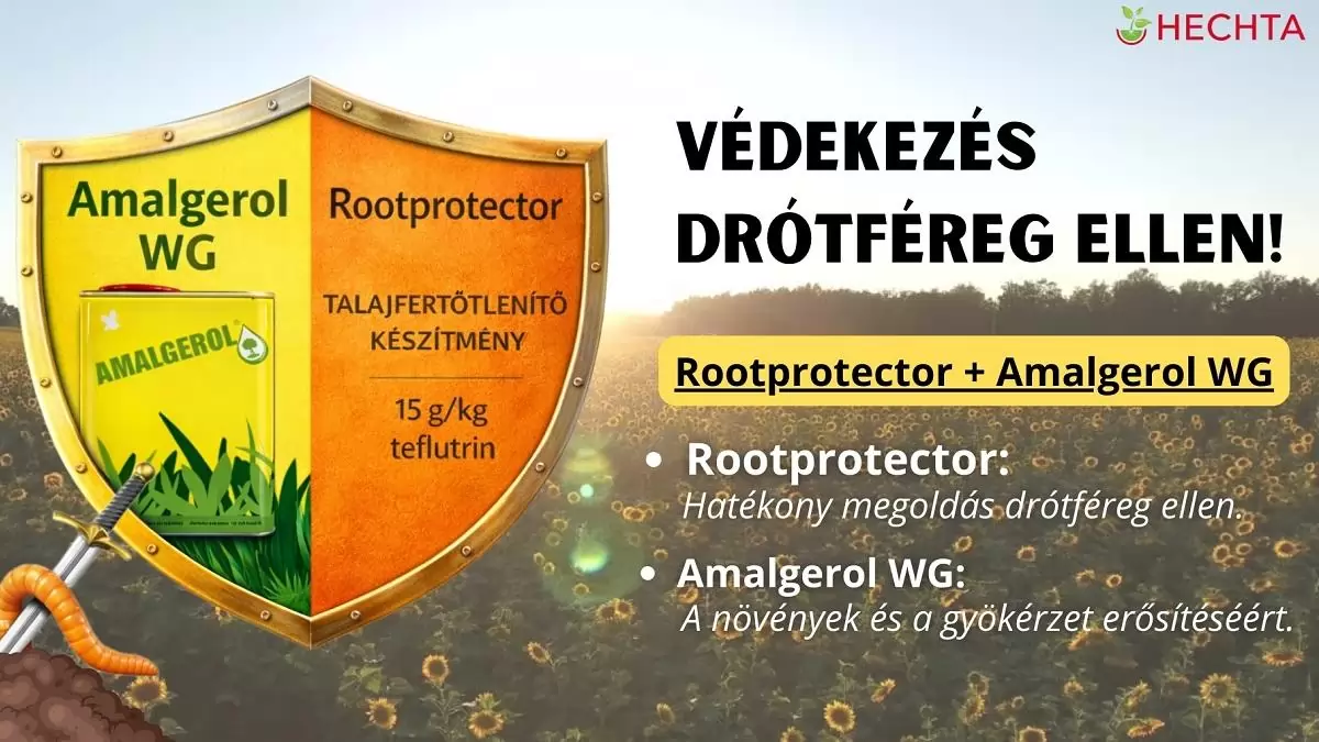 Gyökérnövekedéssel az aszály ellen