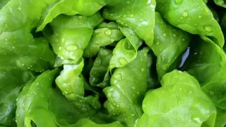 Olcsóbb lett a belföldi, drágább az import fejes saláta az év elején