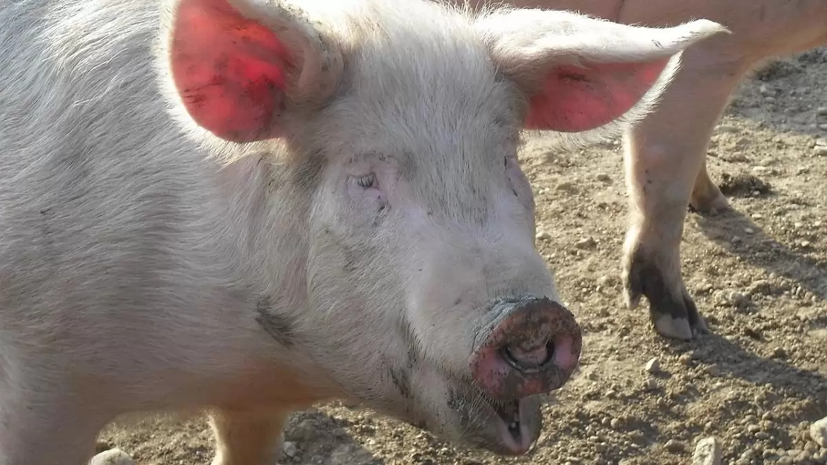 Új vakcinajelölt a sertések egyik fontos bakteriális kórokozója ellen