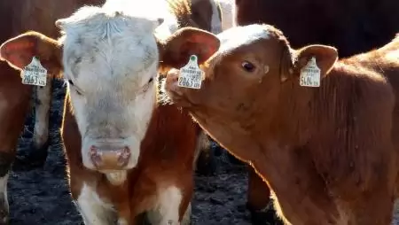 Görögországban is megjelent a ragadós száj- és körömfájás betegség