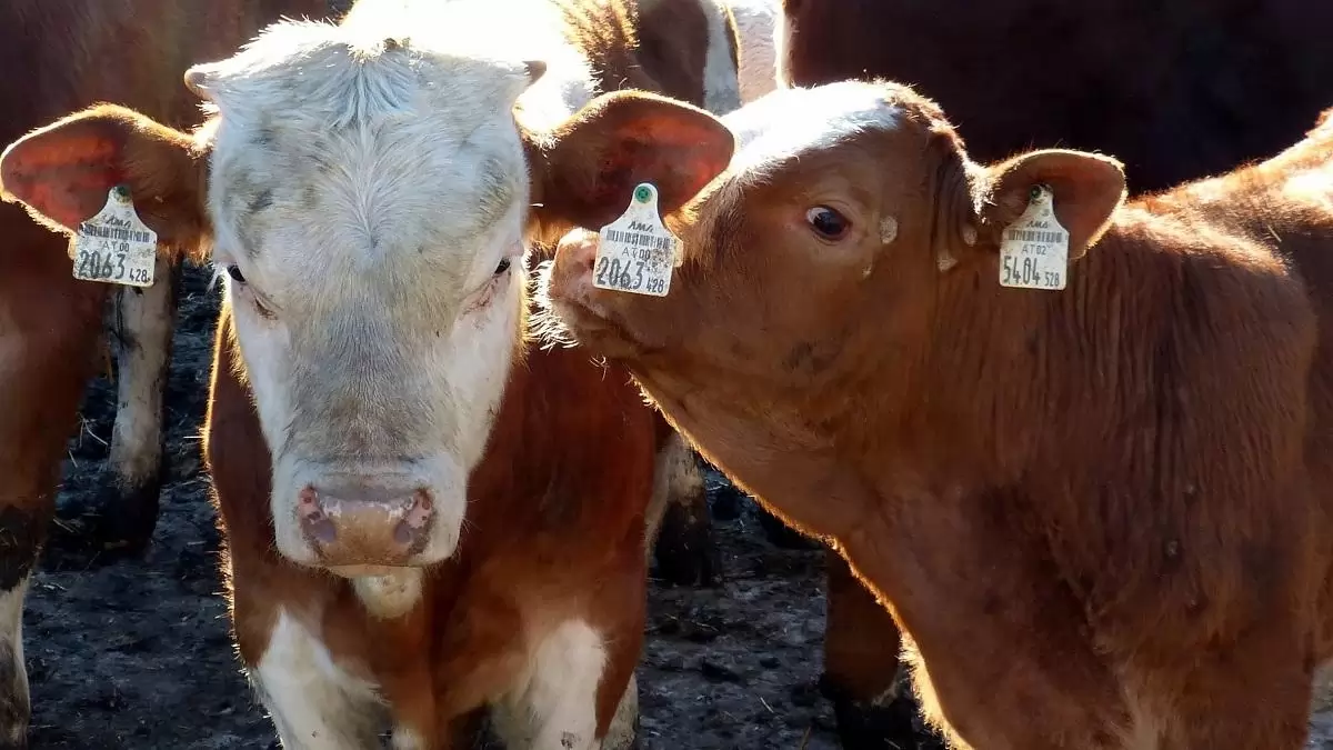 Görögországban is megjelent a ragadós száj- és körömfájás betegség