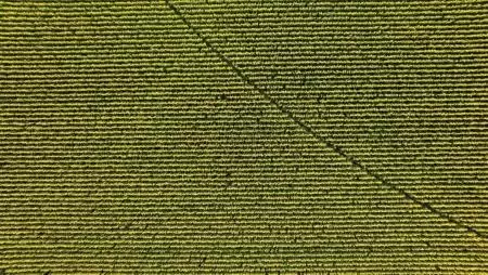 Védje meg a kukoricát a talajlakó kártevőktől!