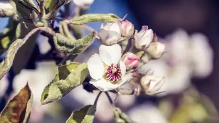 A cink szerepe a gyümölcsfák életében – Avagy az egyik elem, amellyel segíthetjük a fagyvédelmet