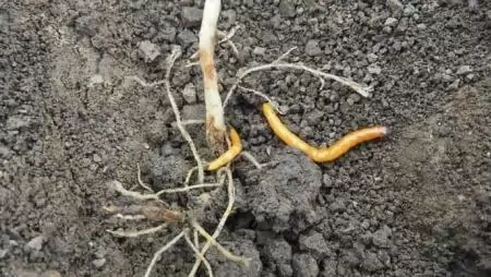 Talajfertőtlenítési megoldások a drótférgek ellen