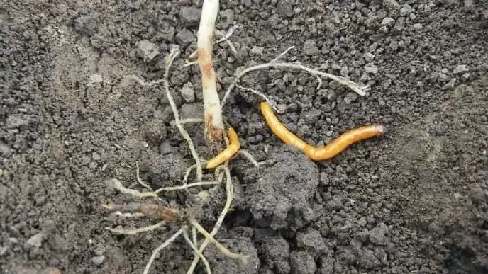 Talajfertőtlenítési megoldások a drótférgek ellen