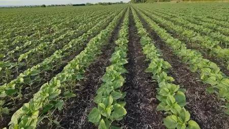 Architect® – Technológia a nagyobb termésbiztonságért