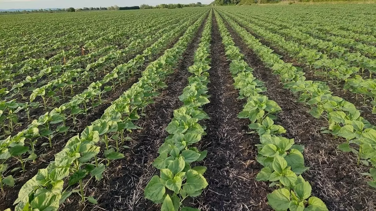 Architect® – Technológia a nagyobb termésbiztonságért