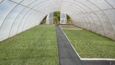 Szezonindító palántanevelés  –  A siker alapjai a fóliás zöldségtermesztésben 