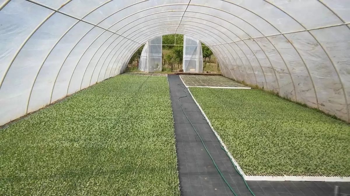 Szezonindító palántanevelés  –  A siker alapjai a fóliás zöldségtermesztésben 