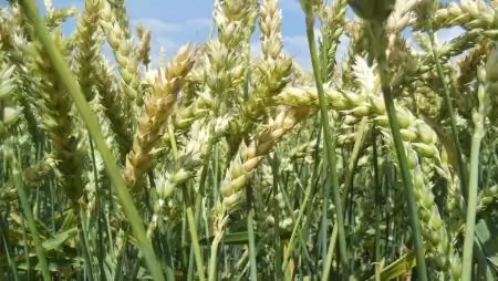 GeoLomb termékcsalád  – Nitrogén tápelem kiegészítés gazdaságosan