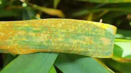 Ősszel elvetni, tavasszal (nem) elrontani – Néhány gondolat a kora tavaszi teendőkről