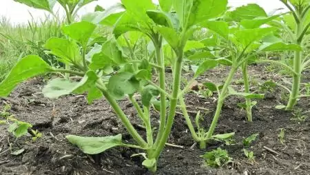 Korai kártevők a kapásokban  – Talajlakók és mások