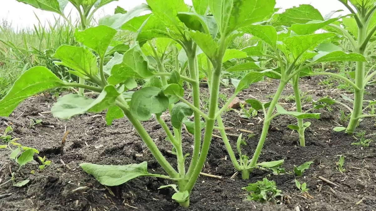 Korai kártevők a kapásokban  – Talajlakók és mások