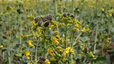 Károsítók a szántóföldön – Március vége-április eleje