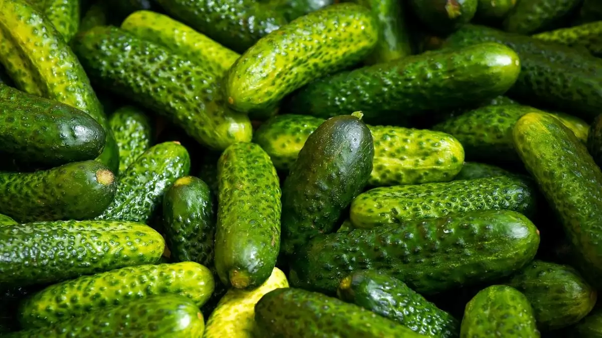 A kistermelői élelmiszer-termelésre, -előállításra és -értékesítésre vonatkozó általános előírások