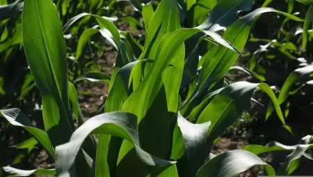 Nitrogénpótlás felsőfokon – Új lehetőség a kukorica és a napraforgó növények tápanyag-utánpótlásában