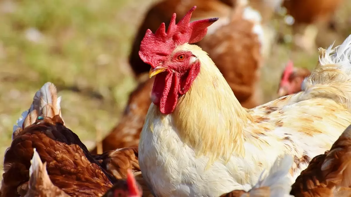 Megszűntek a madárinfluenza miatt korlátozott körzetek Magyarországon