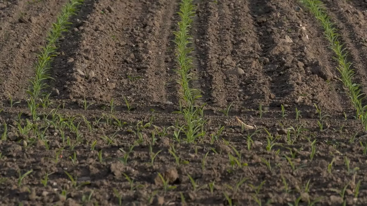 Föld hívja gazdát!