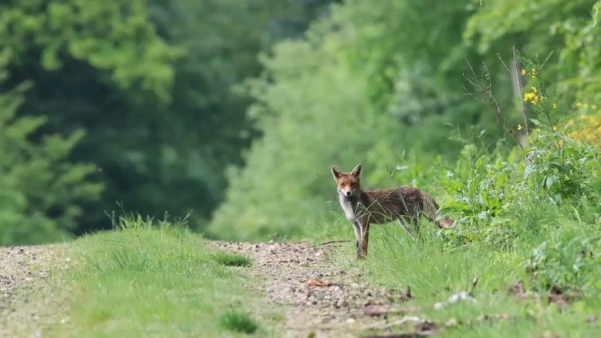 Az állatról az emberre terjedő zoonózisok 