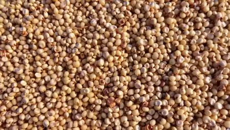 A szemescirok termesztése