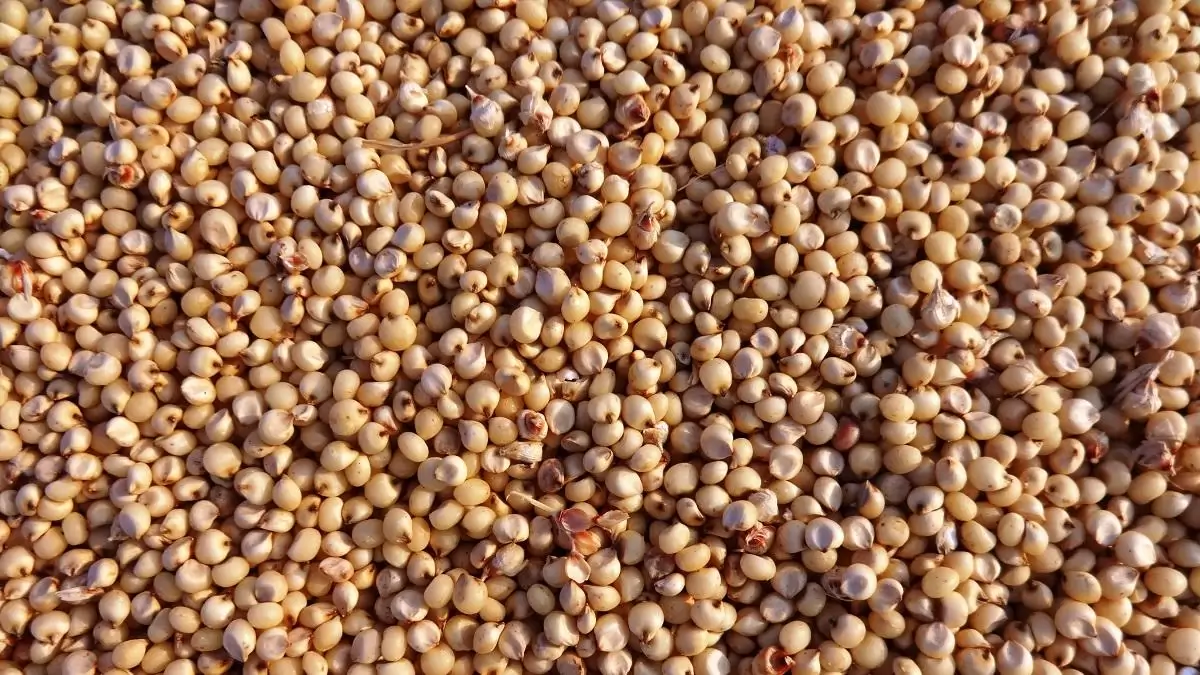 A szemescirok termesztése