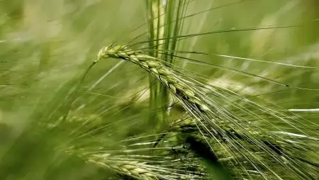 A tavaszi árpa termesztése – Technológiai fegyelemmel stabil jövedelem