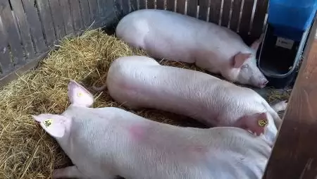 Erősödött az élősertés-kivitel, mérséklődött a behozatal