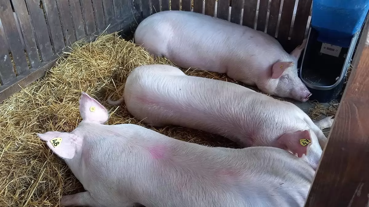 Erősödött az élősertés-kivitel, mérséklődött a behozatal