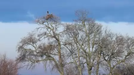 Különös lakáscsere: rétisas fészket foglaltak el a parlagi sasok