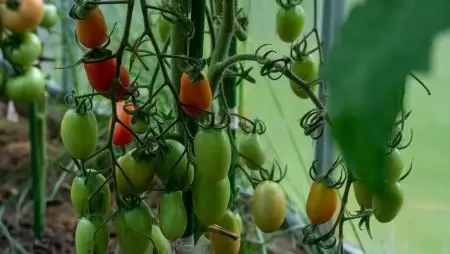 A NAK kiadvánnyal segíti a dísznövények és zöldségfélék növényvédelmét