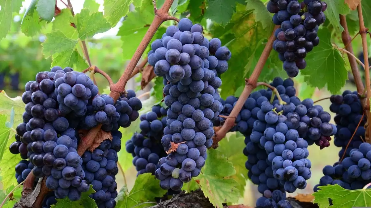 Újabb rovarölő szerek kaptak engedélyt az amerikai szőlőkabóca elleni védekezésben