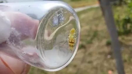 A szőlőkabóca visszaszorításának egyik kulcsa lehet a helyes metszési gyakorlat 