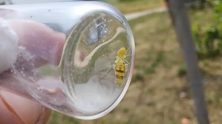 A szőlőkabóca visszaszorításának egyik kulcsa lehet a helyes metszési gyakorlat 