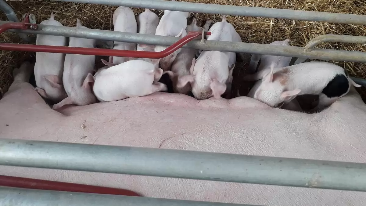 A tenyészkocatartók támogatásával folytatódik a sertéságazat megerősítése
